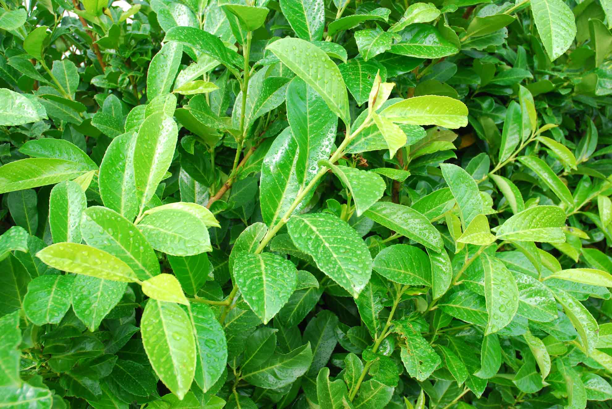 Mer än bara en häck